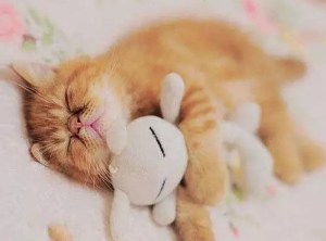 沛德克靈_寵物除臭噴霧液