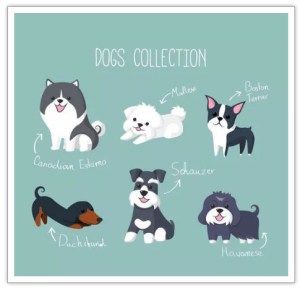 寵物耳道清潔液