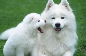 沛德克靈_寵物除臭噴霧液