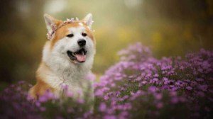 寵物耳道清潔液