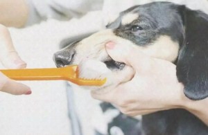 沛德克靈_寵物潔齒液